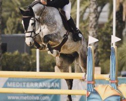stallion Cappu-Chino Z (Zangersheide riding horse, 2017, from Cicero Z van Paemel)
