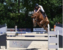 Jumper Fame D'Aunis (Anglo-European Sport Horse, 2015, from Qlaloc Aubourgere)