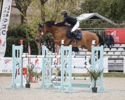 jumper First To Cash Out (Danish Warmblood, 2015, from Volstrups Cash)