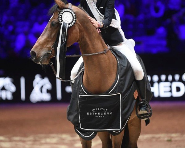 broodmare Antigua de Nantuel (Selle Français, 2010, from Untouchable M)
