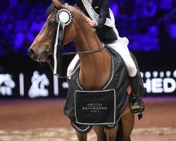 broodmare Antigua de Nantuel (Selle Français, 2010, from Untouchable M)