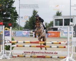 Cavallo da salto Sonnenblume von der Wiesharde (Pony da Sella Tedesco, 2020)