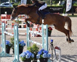 Springpferd Helvetia Kadans (KWPN (Niederländisches Warmblut), 2012, von Spartacus TN)