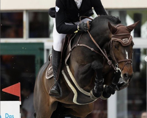 Jumper Jack v't Plutoniahof (Belgian Warmblood, 2015, from Hurlevent de Breka)