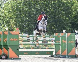 Cavallo da salto Carlo 399 (Holsteiner, 2009, di Cassus 2)
