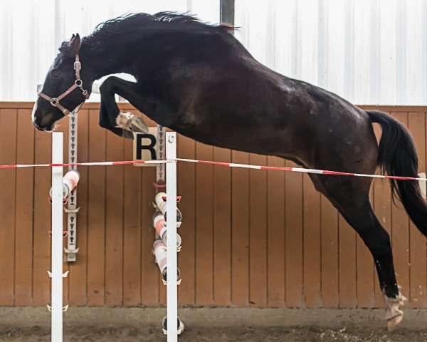 Springpferd Diamond Django (Hannoveraner, 2014, von Diarado)