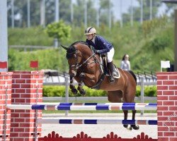 Cavallo da salto Chacco-Bella (Oldenburger Cavallo da salto, 2009, di Chacco-Blue)
