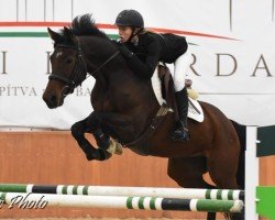 jumper Wonder van Hazelberg (Nederlands Rijpaarden en Pony, 2010, from Winston Jumper R)