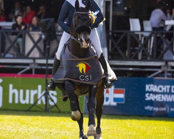 stallion Winston Jumper R (KWPN (Royal Dutch Sporthorse), 2003, from Cantos)