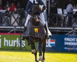 stallion Winston Jumper R (KWPN (Royal Dutch Sporthorse), 2003, from Cantos)
