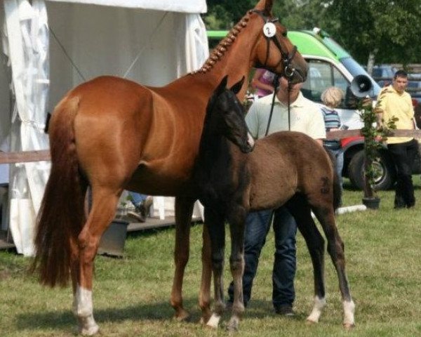 horse Sunny Boy (St.Moritz Jun., Locksley II) (Hanoverian, 2012, from St. Moritz Junior)