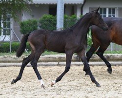 Hest Danciero Zfk CH (Sveitsisk varmblod, 2022, fra Dancier)