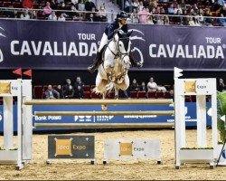 jumper Quaido (Hanoverian, 2009, from FRH Quaid)