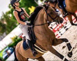 jumper Corradino (Holsteiner, 2012)