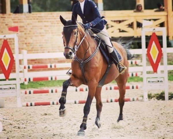 Cavallo da salto Dooleys B (Cavallo Sportivo Tedesco, 2008, di Contendro I)