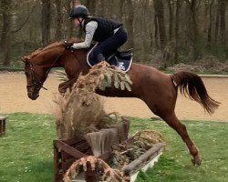 broodmare Gloria 539 (German Riding Pony, 2008, from Bon Jovi)