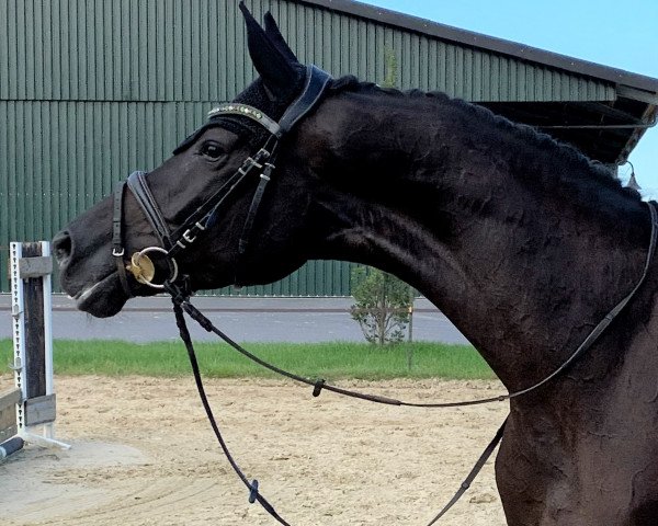 broodmare Milla (Millenium, Locksley II) (Hanoverian, 2016, from E.H. Millennium)