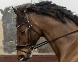 dressage horse All Kings (Trakehner, 2013, from All Inclusive)