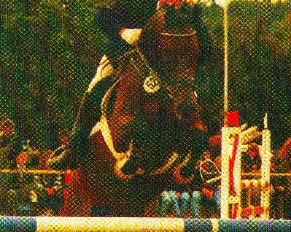 Jument d'élevage Beja (Holsteiner, 1987, de Lakai)