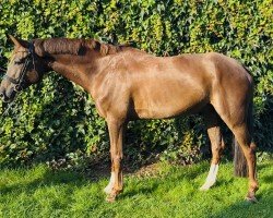 Jumper Karlo 57 (Hanoverian, 2016, from Kannan)