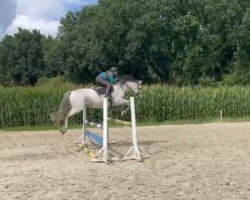 broodmare Cadiz 59 (Holsteiner, 2010, from Cancara)