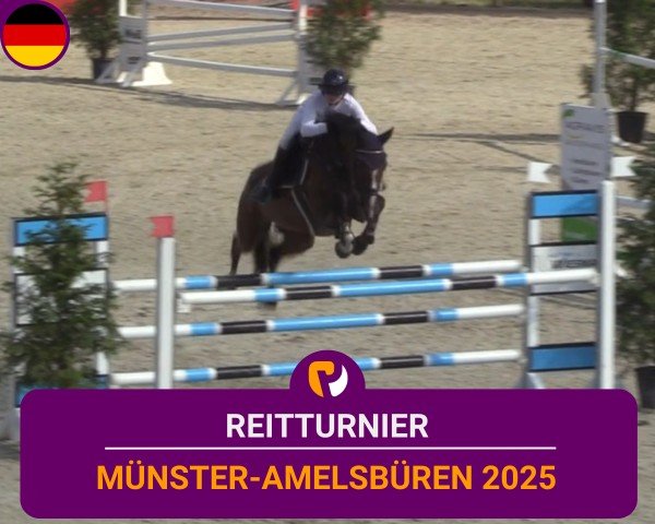 Reitturnier Münster-Amelsbüren 2025