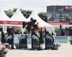 Cavallo da salto Gotham du Mourau (Selle Français, 2016, di Vigo d'Arsouilles)