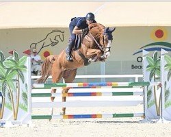 Cavallo da salto Ami Hero Z (Zangersheide Reitpferd, 2018, di Aganix du Seigneur)