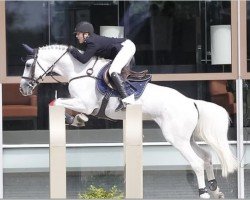 Jumper Killroy van de Wolfsakker (Anglo-European Sport Horse, 2015, from Scuderia 1918 Casago)