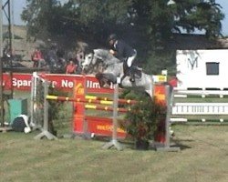 jumper Angelottie (KWPN (Royal Dutch Sporthorse), 2004, from Padinus)