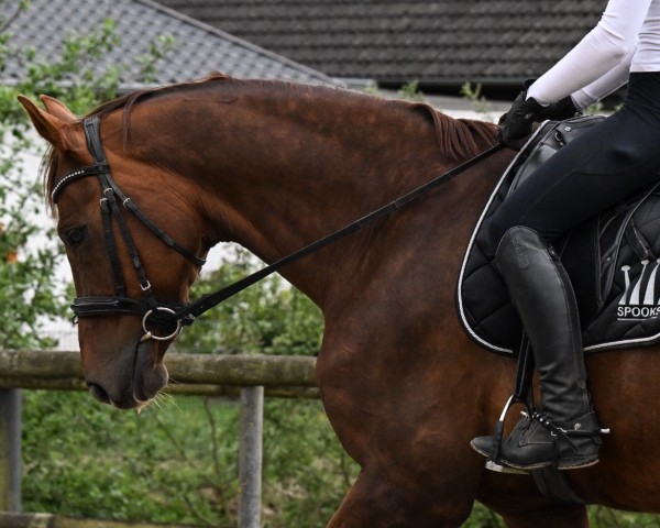 dressage horse Fairway 18 (Hanoverian, 2008, from Fidertanz)