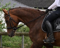 Dressurpferd Fairway 18 (Hannoveraner, 2008, von Fidertanz)