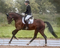 Cavallo da Dressage Toto's Fürstin (KWPN (Warmblood olandese), 2020, di Fürst Toto)