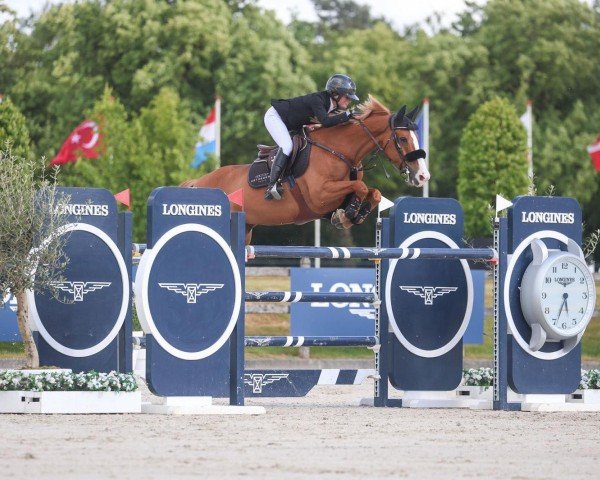 Jumper Fantasy de la Roque Z (Zangersheide, 2014, from For Hero)