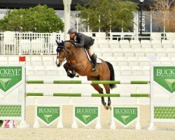 jumper Depp des Brimbelles Z (Zangersheide riding horse, 2015, from Darco)