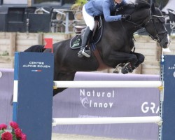 Cheval de saut Hipster de La Vigne (Selle Français, 2017, de Nervoso)