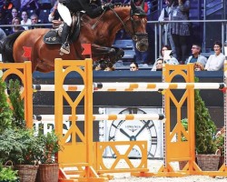 Stallion Ascot des LFS (Selle Français, 2010, from Quick Star)