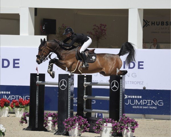 jumper Golden Cygano Jap (Belgium Sporthorse, 2012, from Ugano Sitte)