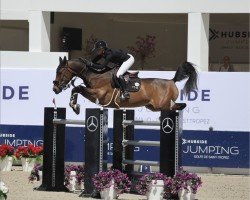 jumper Golden Cygano Jap (Belgium Sporthorse, 2012, from Ugano Sitte)