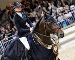 jumper Toulon de L'o Z (Zangersheide riding horse, 2013, from Toulon)