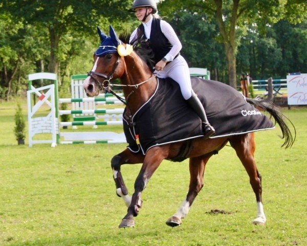 jumper Lino 70 (Oldenburg show jumper, 2014, from Lyjanero)