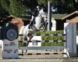 jumper Sugar Pure (Westphalian, 2011, from Stolzenberg)