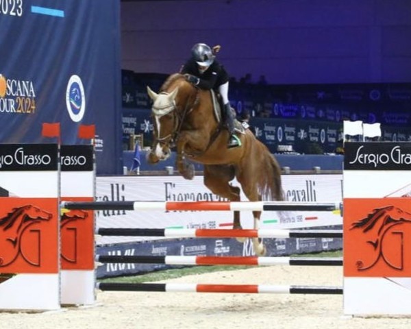 jumper Carpineti Auto Sitta (Czech Warmblood, 2008, from Cassini II)