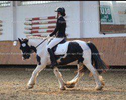 Koń ujeżdżeniowy Polly (Tinker / Irish Cob / Gypsy Vanner, 2017)