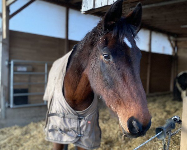 Jumper Luzina (Hanoverian, 2003, from Lauries Crusador xx)