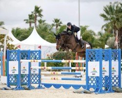 Cavallo da salto Leroy Jackson 3 (Cavallo Sportivo Tedesco, 2016, di Pikeur Lord Fauntleroy)