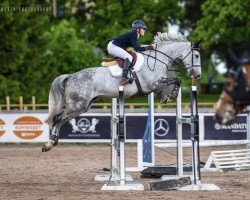 Cavallo da salto Cellestino (Cavallo Sportivo Tedesco, 2011, di Cellestial)