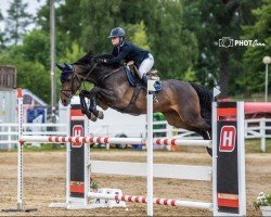 Cavallo da salto Lennon (KWPN (Warmblood olandese), 2016, di Cornet Obolensky)