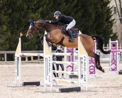 Cheval de saut Secret Hope (Sang chaud finlandais, 2009, de Heartbeat)