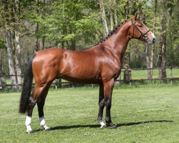 Stallion Just Apple (KWPN (Dutch Warmblood), 2014, from Verdi)